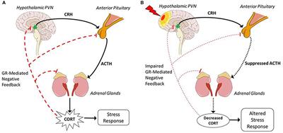 A Tilted Axis: Maladaptive Inflammation and HPA Axis Dysfunction Contribute to Consequences of TBI